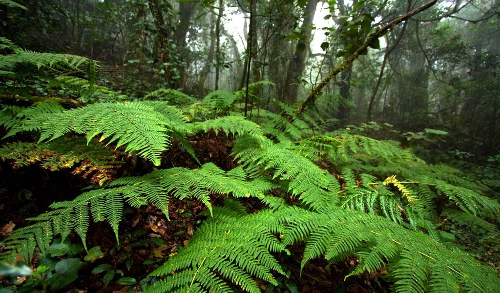 MITTWOCH: Der Regenwald (Nationalpark)